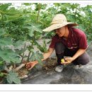 김종철농장 이미지