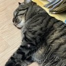 루나동물병원 이미지