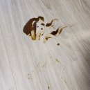 대구 고양이분양 캣갤러리 이미지