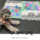 댕댕놀이터 아라점 이미지