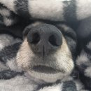 두부네수제간식 | 닥스훈트 비키의 방학동 [두부네] 강아지호텔링 후기