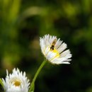 주남오리궁 이미지