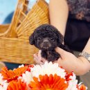 말티와푸들이사는집 | 털빠짐적은강아지 종류 토이실버푸들분양