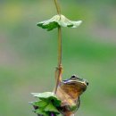 마니마니 이미지