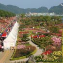 장미축제 이미지