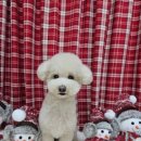 허니비 펫살롱 이미지