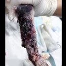 Groomer Ameri 이미지