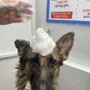 룰루 애견미용샵 이미지
