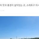 정성들여 쓴 포장이사 후기에 타업체 홍보 댓글이 판을 치네요