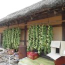 낙동강변5 이미지