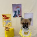 꽁꼼하개 이미지