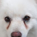 하나로 동물약국 이미지