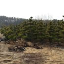 여주-0741 이미지