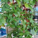 꽃내음약국 이미지