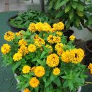 판암초등학교 이미지