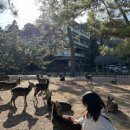 여수 INN | [히로시마 3박 4일] DAY3, 일본 3경 미야지마에서의 힐링데이