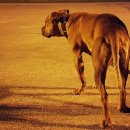 우리집첫째 이미지