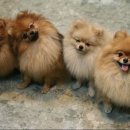 우리집 똥강아지 이미지