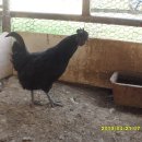 연산농장 이미지