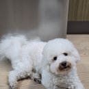 꽃강아지 | 진해 강아지 미용 전문점 꽃내음나개 비숑 미용 후기