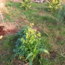 블루아이스식당 이미지