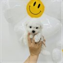 동행 애견 돌봄센터 하남점 이미지