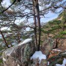 바위와소나무 이미지