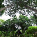 남해편백자연휴양림 이미지