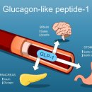 GLP-1 수용체 작동약. 파킨슨병의 진행도 억제. 제2상 임상시험. 이미지