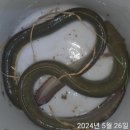 한강민물 이미지