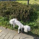 이로운 펫살롱 이미지