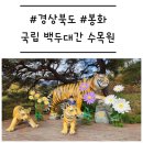 봉화카써비스 | [경북/봉화] &#39;국립백두대간수목원&#39; 호랑이 숲, 트램, 놀이터를 모두 갖춘 아이들의 천국