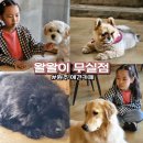 왈왈이 | 원주 아이랑 가기 좋은 실내 데이트 원주 애견카페, 왈왈이 단계점 솔직후기!