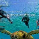 호텔다다-인사 | 보홀 가족여행 호핑 추천 럭키투어 발리카삭 거북이, 돌고래 와칭,생츄어리 스노클링 내돈내산