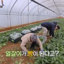 동네쌀빵 이미지