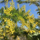 아카시아 이미지