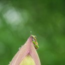 연꽃이야기 이미지