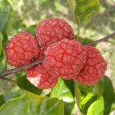 나나농장 이미지