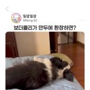 보더콜리가 만두에 환장하면 생기는 일 이미지