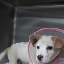 우리들동물병원 이미지