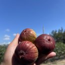 영암웰빙 | 🍇 여름의 진미, 달콤한 보물!‘산지직송 제철과일 영암 홍 무화과’로 만나는 자연 그대로의 맛