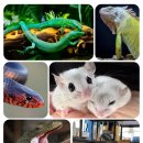 경기관상어 이미지