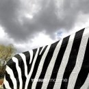 동강시스타 골프장 이미지