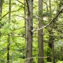 푸른나무 이미지