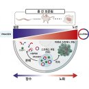 노화 막는 단백질 찾았다… "원형 RNA 분해해 수명 연장" 이미지