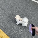 반야시스터 | [대전 전민동] 반야시스터에서 뽀뽀 위생미용했어요