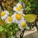 나비공원　 이미지