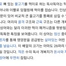 바이퍼 상어의 턱 구조 이미지