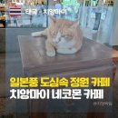 CAFE가끔 | 7년째 동안 저장만 해두다 드디어 다녀온 치앙마이 카페 Nekomon Cafe 솔직후기
