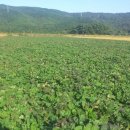 덕암농원 이미지